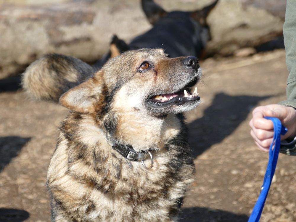 Schutzhof Gefrees casa animale
