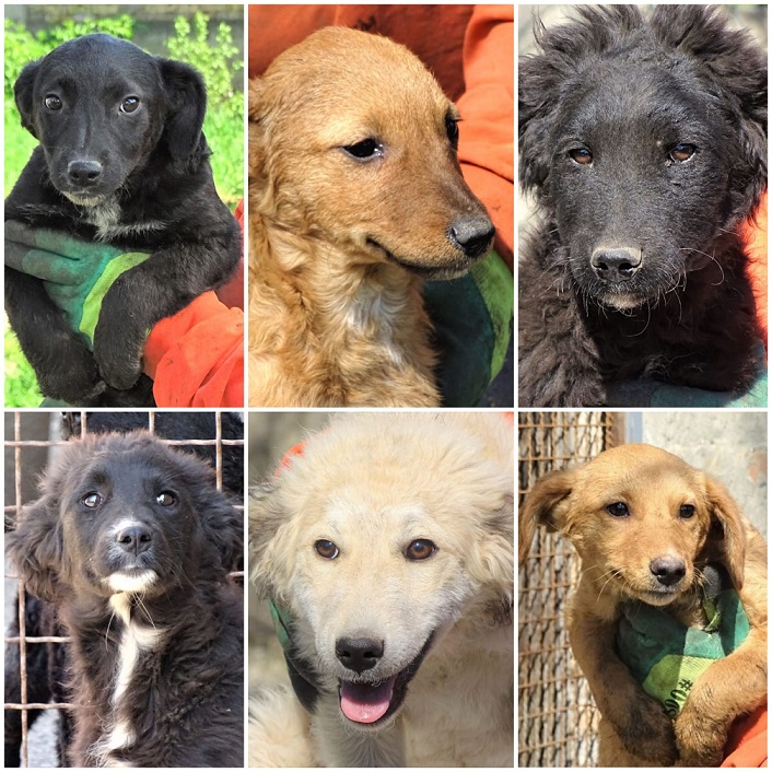 Casa Animale Gefrees Welpen