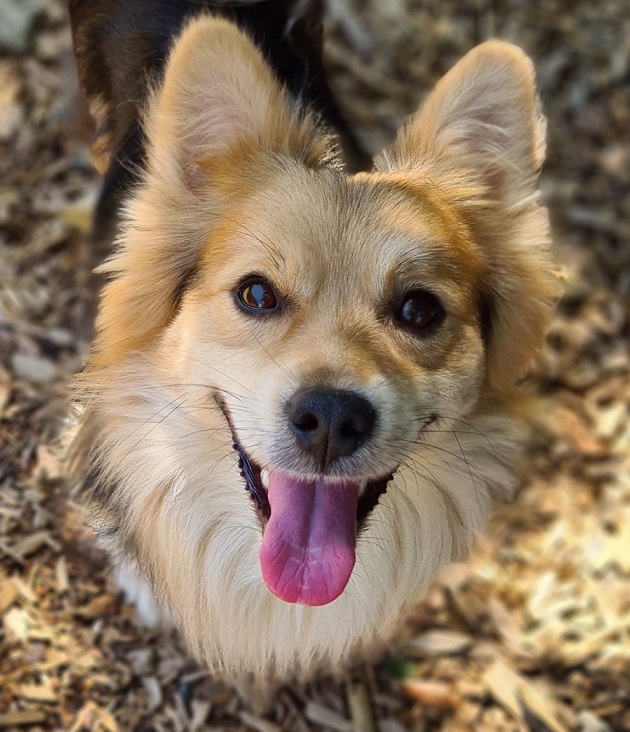 Aktuelles casa animale